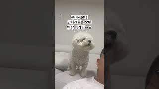 우리 고봉이 많이 사랑해주셔서 감사합니다개~~~‍️‍️‍️ #비숑 #미니비숑