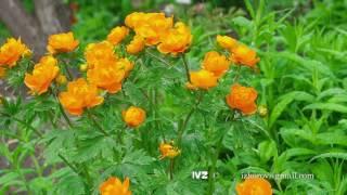 Trollius asiaticus orange flowers under rain