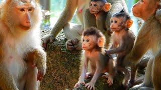 Documentary, Look Amazing Monkey Wild, Best Moments Monkey In Wild Animal Planet And Nat Geo Nature