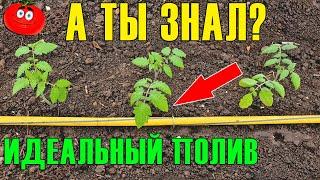 Капельный Полив БЕЗ ЗАТРАТ! Бесплатное капельное орошение! FREE Drip Irrigation System!