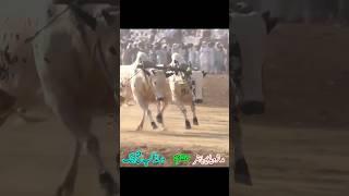 King Of Drsaki #bullrace2023 #mudasirvideobahtar #bullrace #shorts #ytshorts