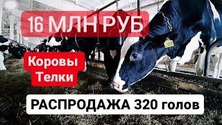 Распродажа 200 голов дойных КОРОВ и 120 голов телок и нетелей (ШЛЕЙФ стада)/ Сумма 16 млн рублей/КРС