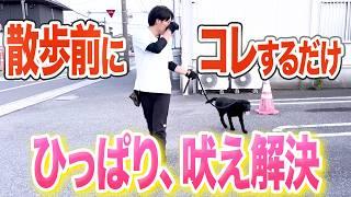 【犬しつけ】散歩のひっぱり、興奮はコレで解決できます【ドッグトレーナー解説】