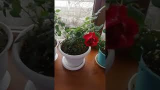 Комнатные розы в феврале