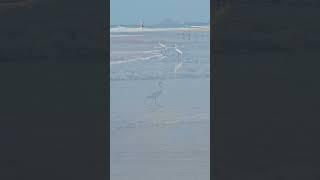 The Bird Flick - raptors & birds of prey in flight, Pelicans, herons, grackle #birdday #crazybird