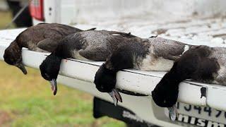 QUICK South Louisiana Diver Hunting // Our Blinds Were COMPLETELY DESTROYED!