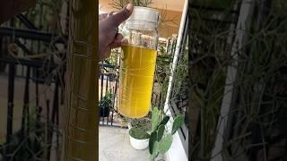 How to prepare coconut oil at home