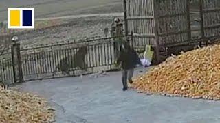 Chinese villager narrowly escapes wild tiger attack