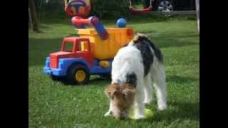 Wilson im Garten (Foxterrier)