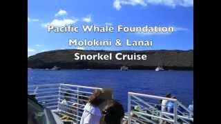 Maui Snorkeling and Dolphin Watch - Pacific Whale Foundation