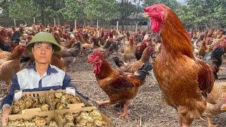 165 days: Start a business with a free-range chicken farming model.