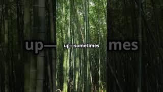 The Bamboo Secret: Growth You Cannot See! 2025!