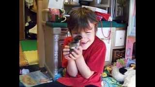 Talking about Alex the Chick
