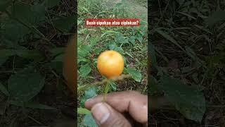 Ciplokan #buah #buahbuahan #shorts #shortsvideo #short #desa #cipokan #ciplokan #youtubeshorts