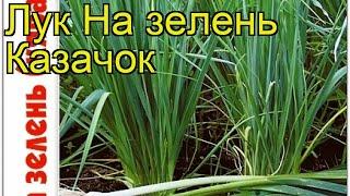 Лук на зелень Казачок. Краткий обзор, описание характеристик, где купить семена allium Kazachok