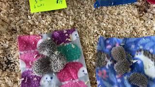 Otsego hedgehog babies