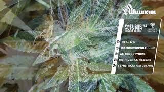 Сорт конопли Fast Bud #2 Auto fem (Sweet Seeds)