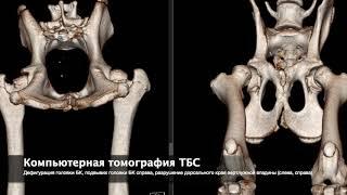 Глава 7. Опороспособность собаки с дисплазией ТБС + КТ тазовых конечностей