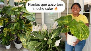 PLANTAS DE iNTERIOR QUE ABSORBEN EL CALOR  para un jardín muy fresco