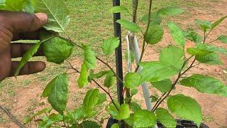 Urban Container Garden Secrets for Natural Food