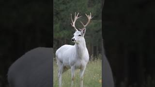 white deer #deer #whitedeer #shorts #viralvideo