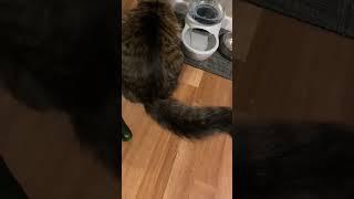 The cat jumped out of its skin#catvideos #funny