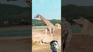 amazing fight giraffe vs lion #lionvsgiraff #shorts