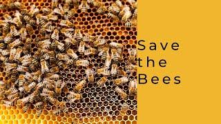 Save the Bees!