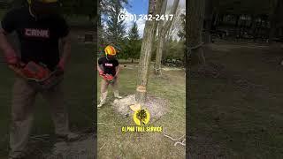 Cottonwood Tree Removal in Kewaskum, WI 53004   | Alpha Tree Service