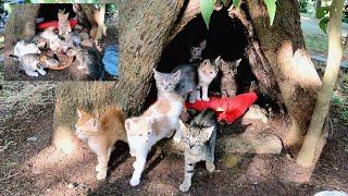 The hollow in the trunk of a giant tree became a safe home for the mother cat and her kittens.