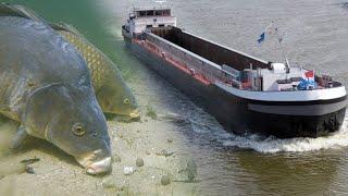 Canal fishing with underwater cameras: How Do Carp React To Big Boats?