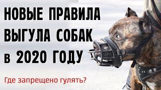 Новые правила выгула собак в 2020, где можно гулять без намордника?