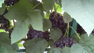 Сорт винограду "Венус" - сезон 2022 # Grape variety "Venus" - season 2022