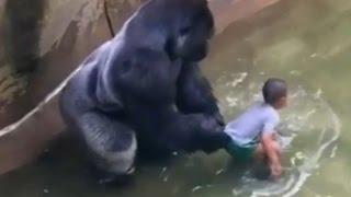 Gorilla Shot killed at Zoo? opinions please?