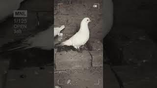 Mashallah check karo ️#kabutars #pigeon #aliwal #aliwal #viral #shortsvideo #trending