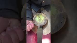 TRIMMING a RACE HORSE with an INJURY #horseshoeing #hooftrimm