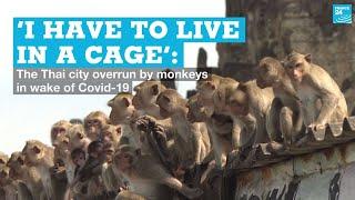 ‘I have to live in a cage’: The Thai city overrun by monkeys in wake of Covid-19