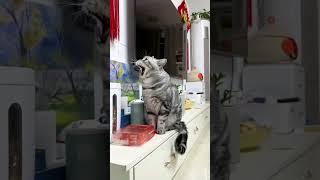 When I dubbed the cat #funnypets #funnyvideos #funny #cute #petlovers #happy #happycat  #catlover