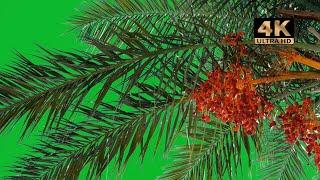 palm trees green screen 4k