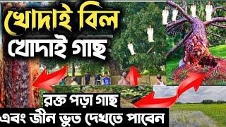 খোদাই বিল। রক্ত পড়া গাছ। জিন এবং মানুষের বন্ধুত্ব । রহস্যময় ঘটনা!