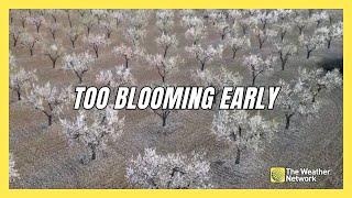 Almond Trees Bloom Early as Winters Get Warmer