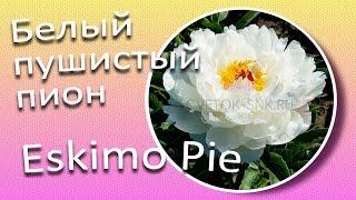 ESKIMO PIE - белый пушистый пион / Сад Ворошиловой