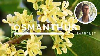 Osmanthus - The Oil of New Joys