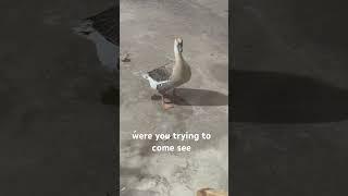 I talked to a GOOSE and he talked back to me!  #animals