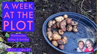 Weeding, Harvesting Potatoes, Bonfire Cleanup & Sowing Everlasting Peavine: AWATP 28 Oct - 3 Nov '24