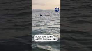 Black bear swims across Alabama lake