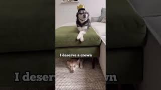 Mini Husky MAD When Older Sister Wears A Crown