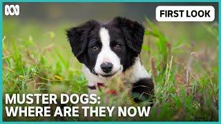 First Look | Muster Dogs: Where Are They Now | ABC TV + iview