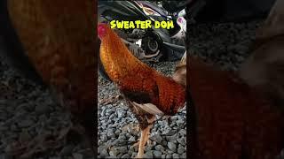 sweater dom #gamefowlbreeding