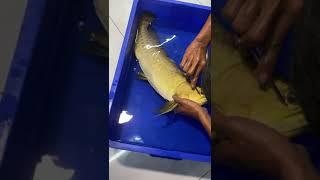 Golden Arowana Drop eye Surgery. Arowana Drop eye surgery